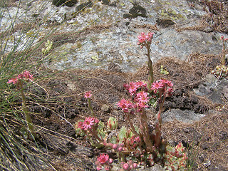 Image showing Sempervivum