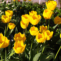 Image showing Tulips