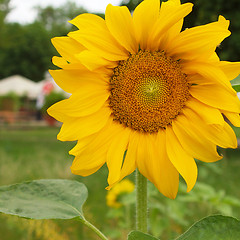 Image showing Sunflower flower