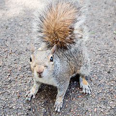 Image showing Squirrel