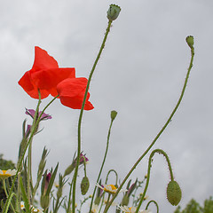 Image showing Papaver flower