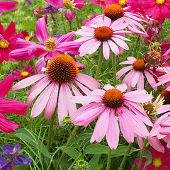 Image showing Daisy flower