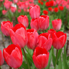 Image showing Tulips