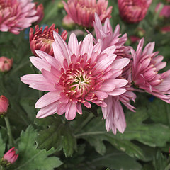 Image showing Chrysanthemum picture