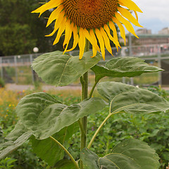 Image showing Sunflower flower