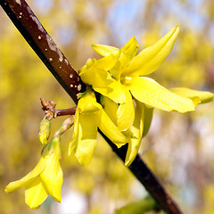 Image showing Forsythia picture