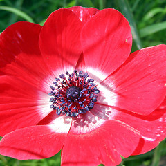 Image showing Flower picture