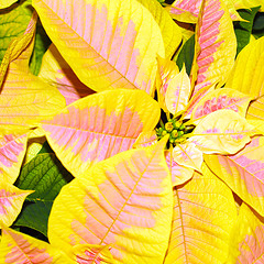 Image showing Poinsettia