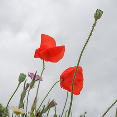 Image showing Papaver flower