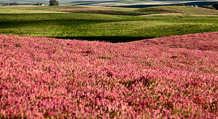 Image showing Pink flower alfalfa 