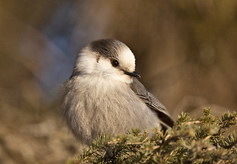 Image showing Baby Gray Jay