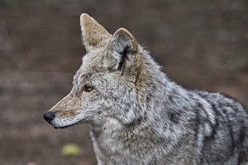 Image showing Wild Timber wolf