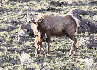 Image showing Yellowstone National Park