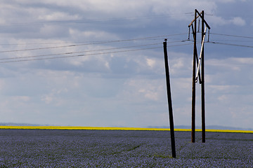 Image showing Flax and canola crop