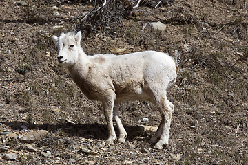 Image showing Rocky Mountain Sheep