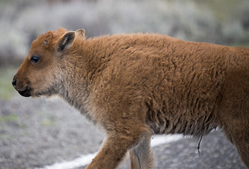 Image showing Yellowstone National Park