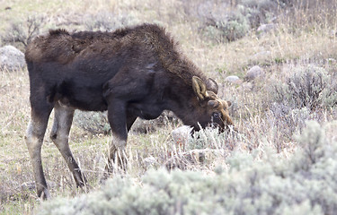 Image showing Yellowstone National Park