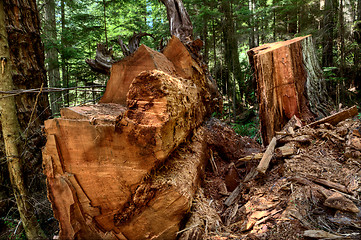 Image showing Giant Redwoods California