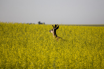 Image showing Mule Deer Buck