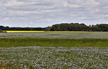 Image showing Flax Bloom