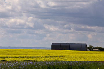 Image showing Flax and canola crop