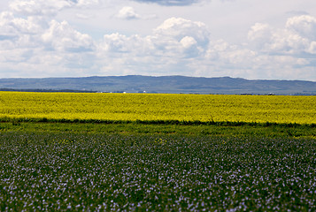 Image showing Flax and canola crop