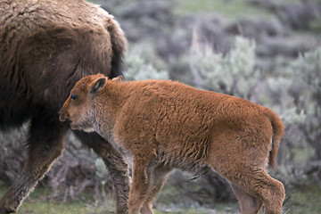 Image showing Yellowstone National Park