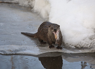 Image showing Otter in Winter