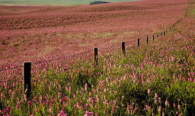 Image showing Pink flower alfalfa 