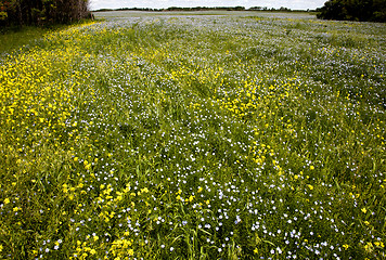 Image showing Flax and canola crop