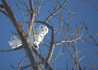 Image showing Snowy Owl in Tree