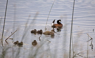 Image showing Ruddy Duck and Babies