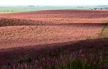 Image showing Pink flower alfalfa 