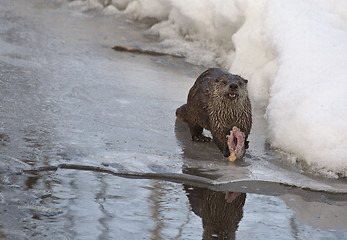 Image showing Otter in Winter