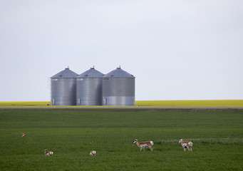 Image showing Pronghorn Antelope