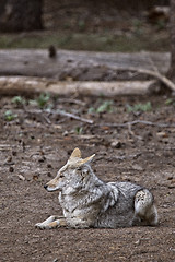 Image showing Wild Timber wolf
