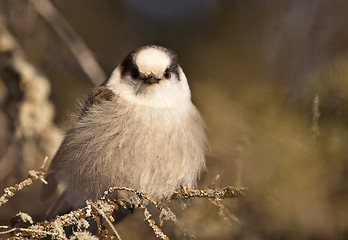 Image showing Baby Gray Jay