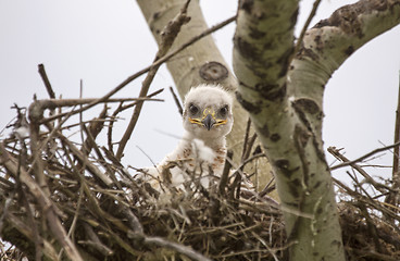 Image showing Baby Swainson Hawk