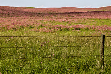 Image showing Pink flower alfalfa 