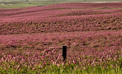 Image showing Pink flower alfalfa 