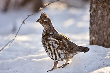 Image showing Spruce Grouse in Winter