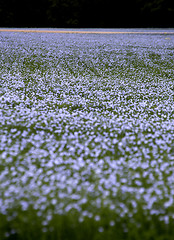 Image showing Flax and canola crop