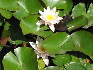 Image showing Water Lillies