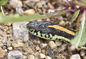 Image showing Close up Garter Snake