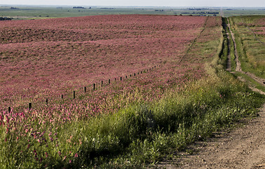 Image showing Pink flower alfalfa 