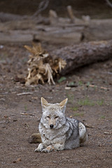 Image showing Wild Timber wolf