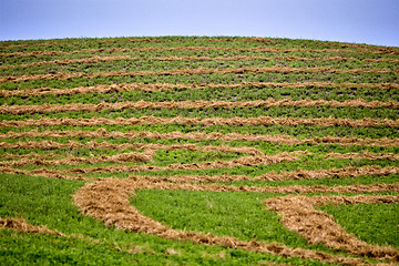 Image showing Hay Crop Swath