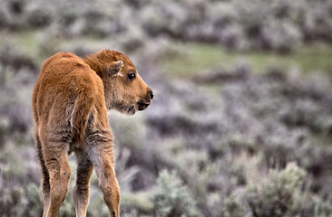 Image showing Yellowstone National Park