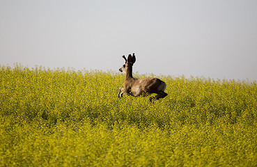 Image showing Mule Deer Buck