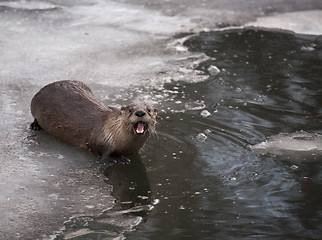 Image showing Otter in Winter